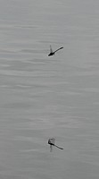 3qblog-dragonfly 3qblog-dragonfly