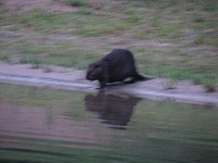 3qblog-beaver 3qblog-beaver