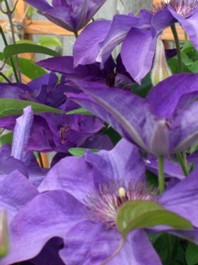 blog-OO-clematis-1