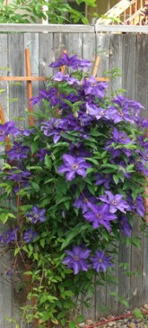 blog-OO-clematis-2