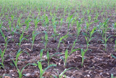 Clearly Seen - corn field Clearly Seen - corn field