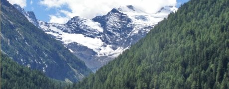 header-mountain-trees