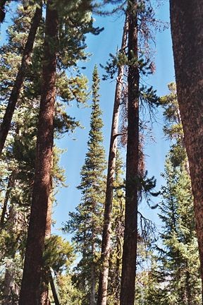 wilderness-69